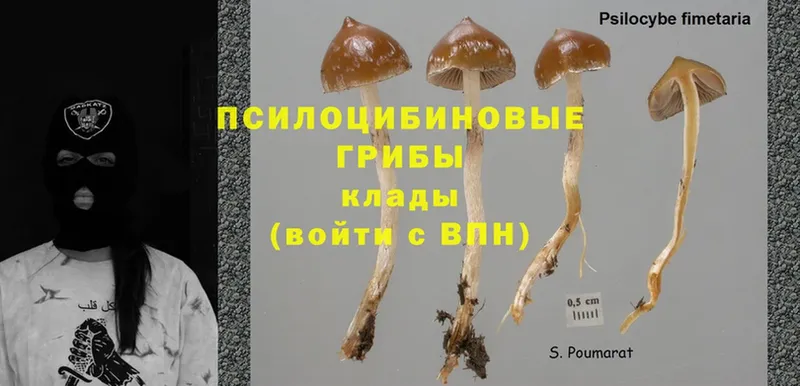 KRAKEN как зайти  Байкальск  Галлюциногенные грибы Psilocybe  закладки 